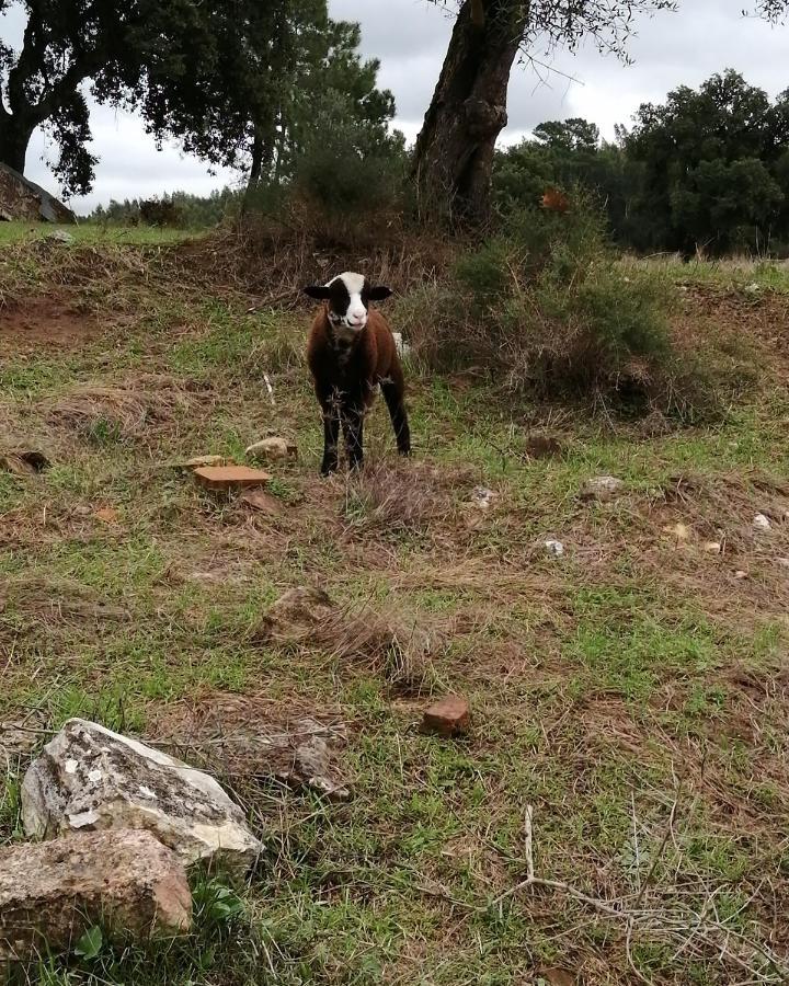 Turismo Rural casa da céu Amiais de Cima Extérieur photo
